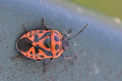<i>Eurydema ornata</i>