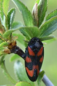 <i>Cercopis vulnerata</i>