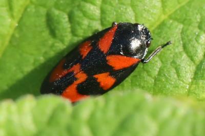 <i>Cercopis vulnerata</i>