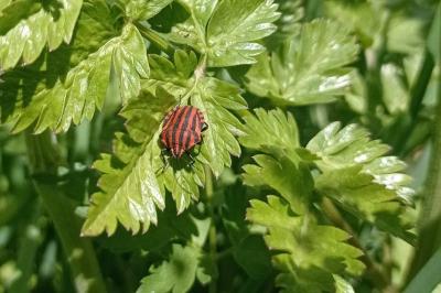 <i>Graphosoma italicum</i>