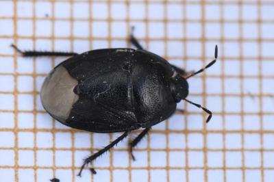 <i>Sehirus luctuosus</i>