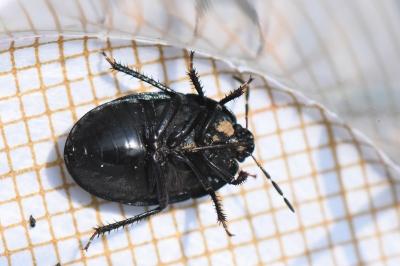 <i>Sehirus luctuosus</i>