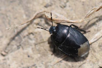 <i>Sehirus luctuosus</i>