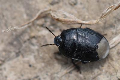 <i>Sehirus luctuosus</i>
