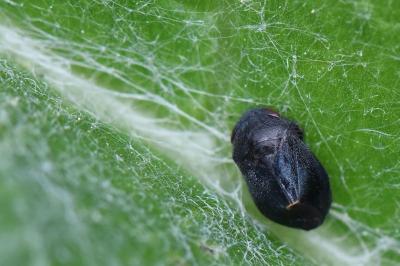 <i>Penthimia nigra</i>