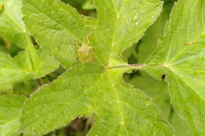 <i>Palomena prasina</i>