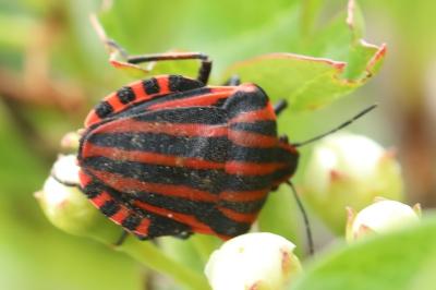 Graphosoma italicum