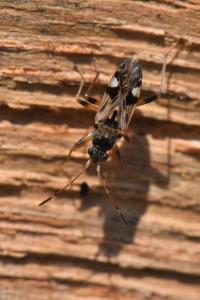 <i>Beosus maritimus</i>