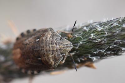 <i>Eurygaster maura</i>