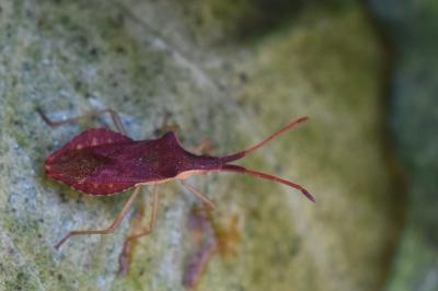 <i>Haploprocta sulcicornis</i>