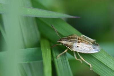 <i>Aelia acuminata</i>