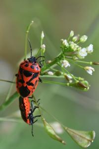 <i>Eurydema ornata</i>