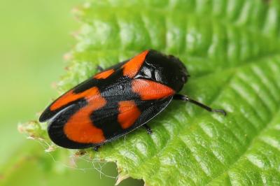 <i>Cercopis vulnerata</i>