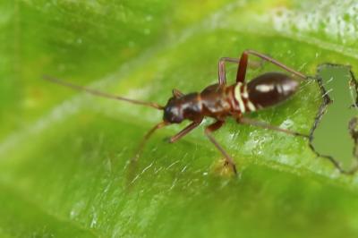 <i>Miris striatus</i>