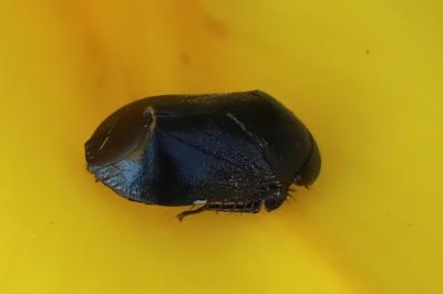 <i>Penthimia nigra</i>