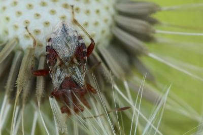 <i>Rhopalus subrufus</i>