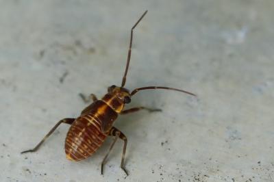 <i>Capsodes</i>