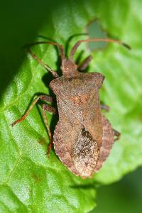 <i>Coreus marginatus</i>