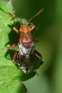 <i>Rhopalus subrufus</i>