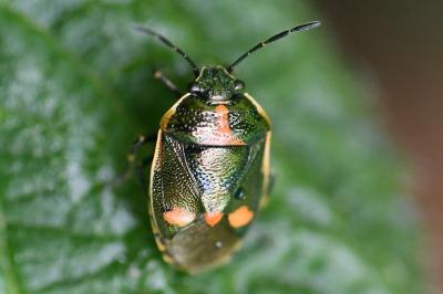 <i>Eurydema oleracea</i>
