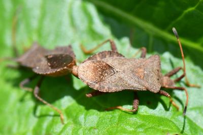<i>Coreus marginatus</i>