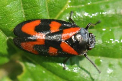 <i>Cercopis vulnerata</i>