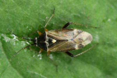 <i>Harpocera thoracica</i>