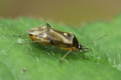 <i>Harpocera thoracica</i>