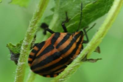 <i>Graphosoma italicum</i>