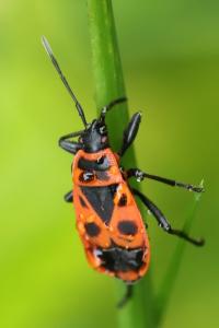 <i>Pyrrhocoris apterus</i>