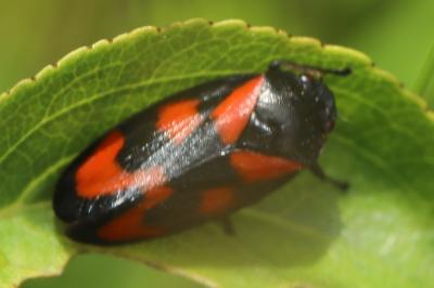 <i>Cercopis vulnerata</i>