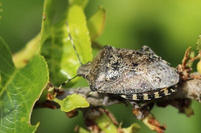 <i>Rhaphigaster nebulosa</i>