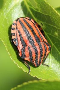 <i>Graphosoma italicum</i>