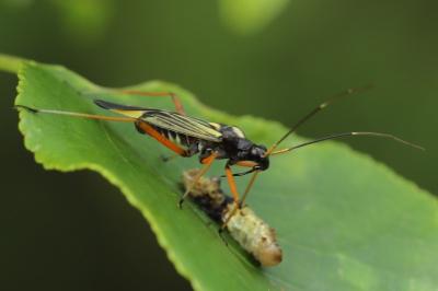 <i>Miris striatus</i>