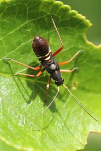 <i>Miris striatus</i>