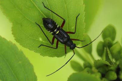 <i>Miris striatus</i>