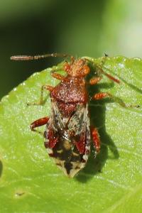 <i>Rhopalus subrufus</i>