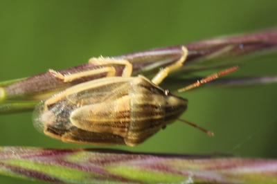 <i>Aelia acuminata</i>