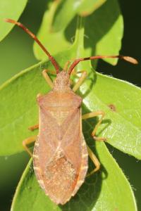 <i>Gonocerus acuteangulatus</i>