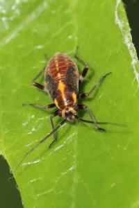 <i>Capsodes</i>