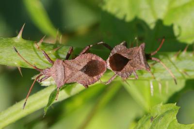 Coreus marginatus