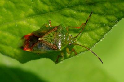 <i>Elasmostethus</i>
