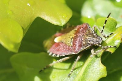 <i>Dolycoris baccarum</i>