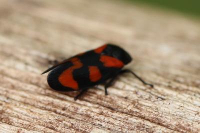 <i>Cercopis vulnerata</i>