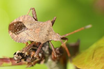 <i>Coreus marginatus</i>