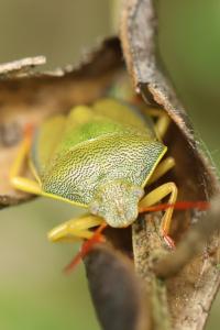 <i>Piezodorus lituratus</i>