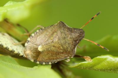 <i>Peribalus strictus vernalis</i>