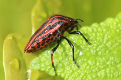 <i>Graphosoma italicum</i>