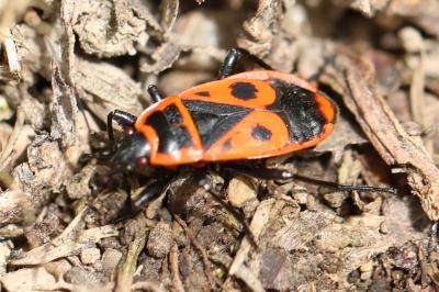 <i>Pyrrhocoris apterus</i>