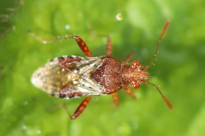 <i>Rhopalus subrufus</i>